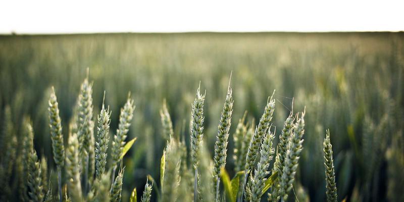 域名注册年限如何影响SEO排名？长期注册对主机托管与虚拟主机的信任信号解析