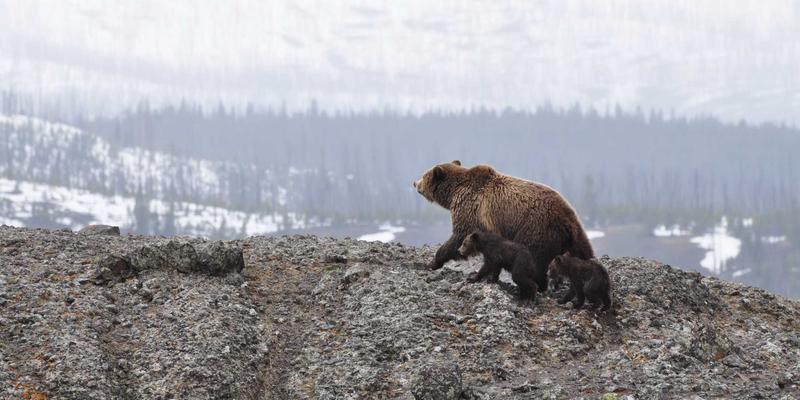 虚拟主机与域名解析实战：三步设置企业邮箱MX记录，打造专业形象